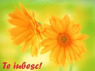 Te Iubesc!